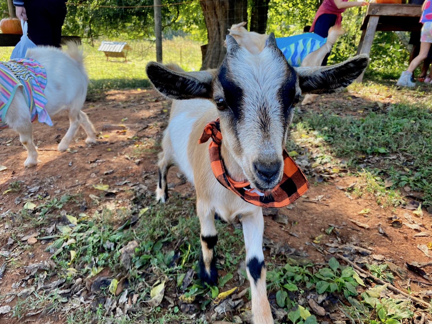 Carving Pumpkins with Goats – CaryCitizen